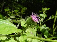 Arctium lappa 13, Grote klit, Saxifraga-Rutger Barendse