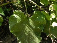 Arctium lappa 14, Grote klit, Saxifraga-Rutger Barendse