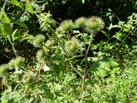 Arctium lappa 15, Grote klit, Saxifraga-Rutger Barendse
