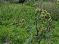 Arctium lappa 2, Grote klit, Saxifraga-Rutger Barendse