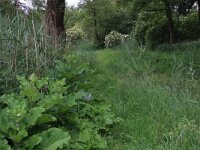 Arctium lappa 23, Grote klit, Saxifraga-Hans Boll