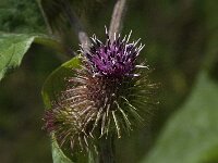 Arctium lappa 24, Grote klit, Saxifraga-Jan van der Straaten