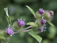 Arctium lappa 25, Grote klit, Saxifraga-Willem van Kruijsbergen
