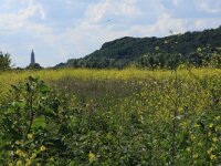 Arctium lappa 26, Grote klit , Saxifraga-Hans Boll