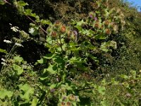 Arctium lappa 27, Grote klit, Saxifraga-Ed Stikvoort