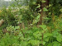 Arctium lappa 29, Grote klit, Saxifraga-Ed Stikvoort