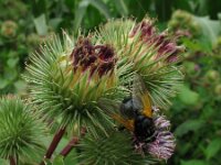 Arctium lappa 3, Grote klit, Saxifraga-Rutger Barendse