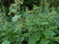 Arctium lappa 30, Grote klit, Saxifraga-Ed Stikvoort