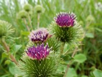 Arctium lappa 31, Grote klit, Saxifraga-Ed Stikvoort