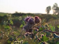 Arctium lappa 32, Grote klit, Saxifraga-Jeroen Willemsen
