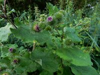 Arctium lappa 33, Grote klit, Saxifraga-Ed Stikvoort