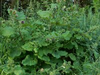 Arctium lappa 35, Grote klit, Saxifraga-Ed Stikvoort