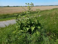 Arctium lappa 36, Grote klit, Saxifraga-Peter Meininger