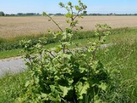 Arctium lappa 37, Grote klit, Saxifraga-Peter Meininger