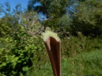 Arctium lappa 38, Grote klit, Saxifraga-Peter Meininger
