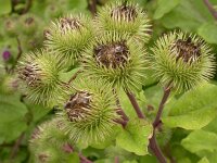 Arctium lappa 4, Grote klit, Saxifraga-Peter Meininger
