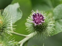 Arctium lappa 40, Grote klit, Saxifraga-Tom Heijnen