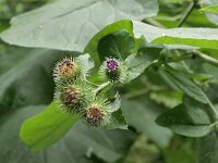 Arctium lappa 43, Grote klit, Saxifraga-Tom Heijnen