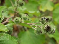 Arctium lappa 44, Grote klit, Saxifraga-Tom Heijnen