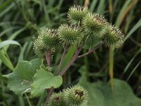 Arctium lappa 6, Grote klit, Saxifraga-Peter Meininger