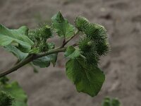 Arctium lappa 7, Grote klit, Saxifraga-Peter Meininger
