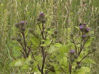 Arctium lappa 8, Grote klit, Saxifraga-Willem van Kruijsbergen