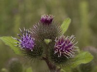 Arctium lappa 9, Grote klit, Saxifraga-Willem van Kruijsbergen