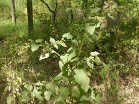 Arctium minus 19, Gewone klit, Saxifraga-Rutger Barendse