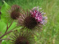 Arctium minus 3, Gewone klit, Saxifraga-Rutger Barendse