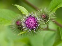 Arctium minus 35, Gewone Klit, Saxifraga-Bart Heijne : 2024, Arctium minus, De Knokkert, Zeeland, Zeeuws Vlaanderen, gewone klis, gewone klit, juli, plant, vakantie, zomer
