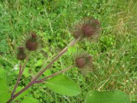 Arctium minus 4, Gewone klit, Saxifraga-Rutger Barendse