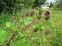 Arctium minus 7, Gewone klit, Saxifraga-Rutger Barendse