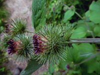 Arctium nemorosum 10, Bosklit, Saxifraga-Ed Stikvoort