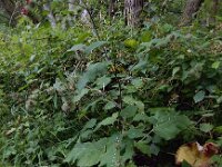 Arctium nemorosum 11, Bosklit, Saxifraga-Ed Stikvoort