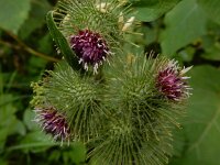 Arctium nemorosum 12, Bosklit, Saxifraga-Ed Stikvoort