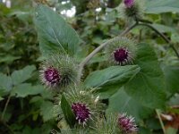 Arctium nemorosum 13, Bosklit, Saxifraga-Ed Stikvoort