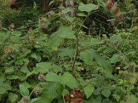 Arctium nemorosum 14, Bosklit, Saxifraga-Ed Stikvoort