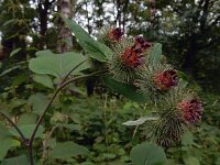 Arctium nemorosum 15, Bosklit, Saxifraga-Ed Stikvoort