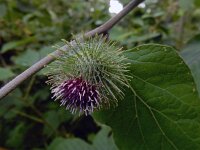 Arctium nemorosum 16, Bosklit, Saxifraga-Ed Stikvoort