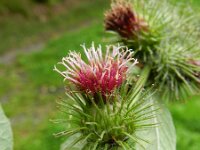 Arctium nemorosum 2, Bosklit, Saxifraga-Rutger Barendse