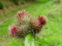 Arctium nemorosum 3, Bosklit, Saxifraga-Rutger Barendse