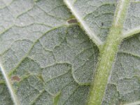 Arctium nemorosum 4, Bosklit, Saxifraga-Rutger Barendse