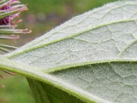 Arctium nemorosum 5, Bosklit, Saxifraga-Rutger Barendse