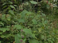 Arctium nemorosum 6, Bosklit, Saxifraga-Ed Stikvoort