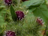 Arctium nemorosum 7, Bosklit, Saxifraga-Ed Stikvoort