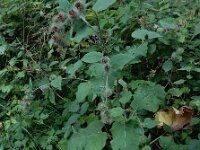 Arctium nemorosum 8, Bosklit, Saxifraga-Ed Stikvoort