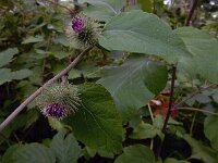 Arctium nemorosum 9, Bosklit, Saxifraga-Ed Stikvoort