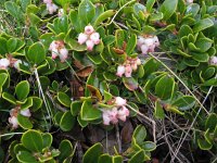 Arctostaphylos uva-ursi 10, Berendruif, Saxifraga-Jasenka Topic