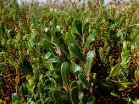 Arctostaphylos uva-ursi 12, Berendruif, Saxifraga-Ed Stikvoort