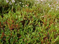 Arctostaphylos uva-ursi 13, Berendruif, Saxifraga-Ed Stikvoort